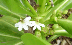 naupaka